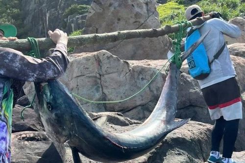 Một 'cần thủ' tại Đà Nẵng câu được cá thu nặng 63kg