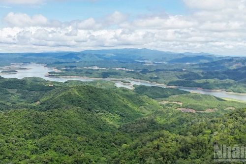 Giữ màu xanh cho đại ngàn