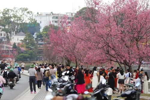 Du khách chen chân ngắm Mai anh đào Đà Lạt