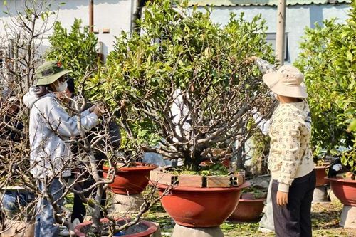 Sinh viên TPHCM lặt lá mai kiếm tiền xài tết