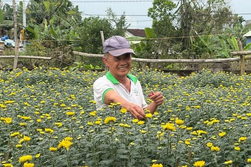 Làng hoa cúc Hà Đông rực rỡ, sẵn sàng phục vụ thị trường tết