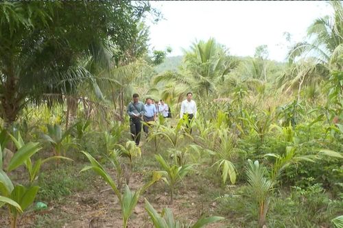 Phú Quốc: Phát hiện nhiều trường hợp trồng cây, xây công trình trên đất dự án để trục lợi bồi thường