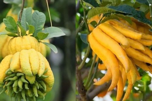 Tết 2026, những tuổi nào hợp bày Phật Thủ để tăng tài lộc?