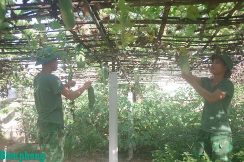 Nâng cao hiệu quả tăng gia sản xuất ở Đồn Biên phòng Nhật Lệ