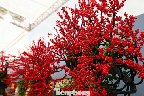 Đào đông đỏ đắt giá xuống phố Hà Nội đón Tết Bính Ngọ
