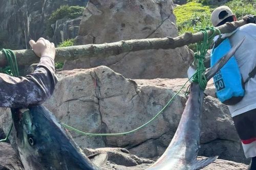 Tận thấy cá thu 'khủng' nặng 63kg, dài hơn 1,6m ở Đà Nẵng