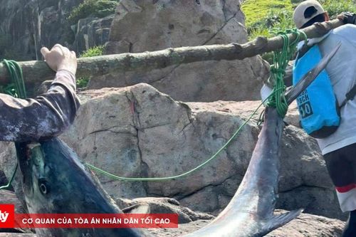 Cần thủ Đà Nẵng câu được cá thu nặng 63 kg tại ghềnh đá Sơn Trà
