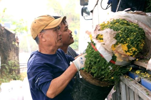 Cúc mâm xôi 'cháy hàng' ở Thanh Hóa, có nơi bán 1.000 chậu/ngày
