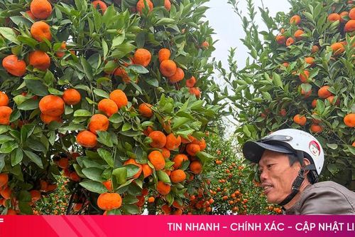 Mưu sinh ngày cận Tết, gánh ước vọng trên vai