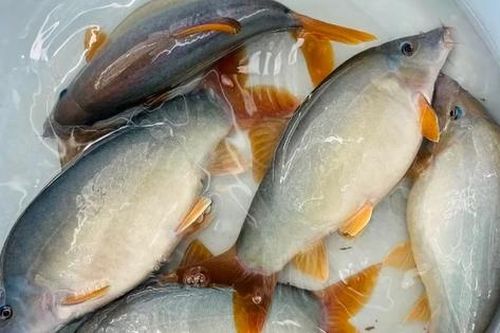 Mùa nước nổi miền Tây có đặc sản nghe tên lạ hoắc, khiến thực khách ăn rồi là nhớ mãi