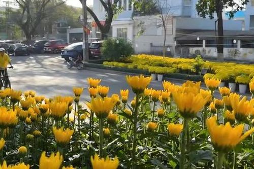 Hoa Tết 'xuống phố', phố phường Đồng Nai ngập tràn sắc xuân