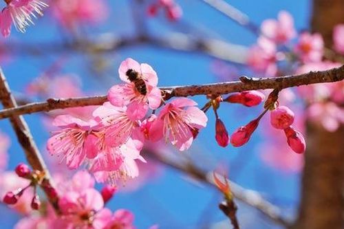 Mai anh đào nở rộ, Măng Đen 'khoác áo' hồng dịp cuối năm