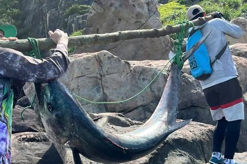 Cần thủ kể phút giằng co với cá thu khủng dài 2 mét, nặng 63 kg