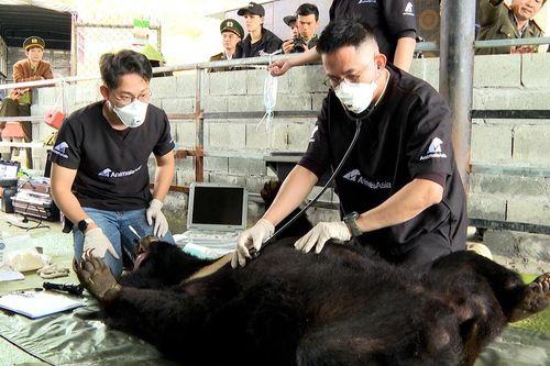 Bàn giao cá thể gấu ngựa quý hiếm cho Vườn Quốc gia Bạch Mã