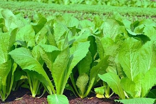 Những người 'đại kỵ' với cải bẹ xanh