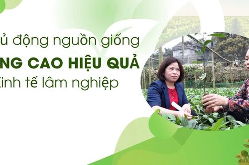 Chủ động nguồn giống, nâng cao hiệu quả kinh tế lâm nghiệp