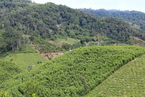 Công ty Lâm nghiệp Quảng Sơn ghi dấu ấn trong quản lý, bảo vệ rừng