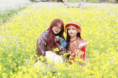 Hoa cải khoe sắc trên Cao nguyên đá