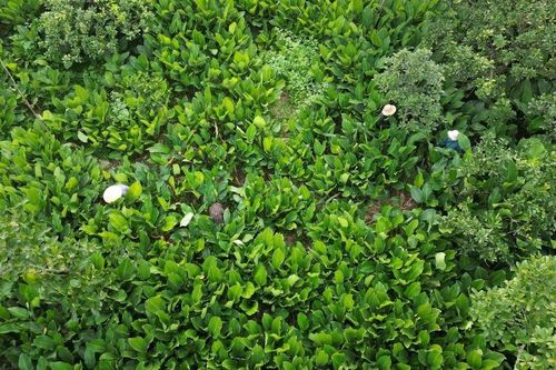 Hà Nội: Làng nghề lá dong Tràng Cát vào vụ Tết