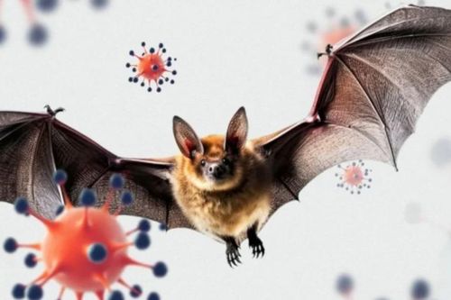 Phát hiện virus mới từ dơi lây sang người tại Bangladesh, triệu chứng giống Nipah