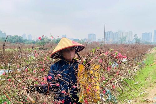 Hàng trăm gốc đào nở sớm, nhà vườn khóc ròng thất thu cả trăm triệu đồng
