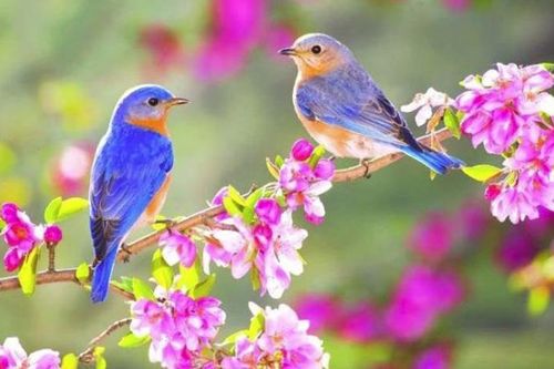 Tiết Lập Xuân - Khởi thiền quán Tâm