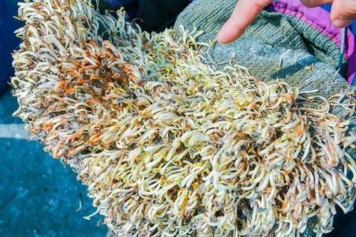 Công nghệ gì khiến 5 tấn 'giá đỗ bất tử' để 1 tháng vẫn trắng nõn, không hề thối rữa?