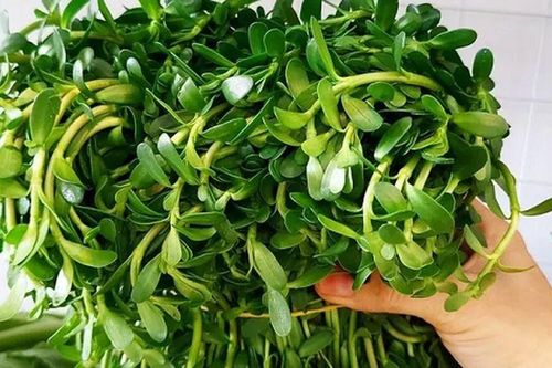 Ăn một lần thì sợ, ăn quen lại không bỏ được, loại rau mọc hoang này nay được nhiều người săn tìm vì lợi cho sức khỏe
