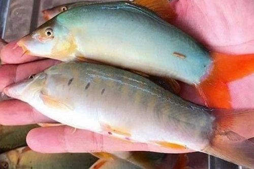 Từng là 'cá nhà nghèo' nay bán giá ngang hải sản cao cấp, đắt đỏ hiếm thấy khiến nhiều người bất ngờ