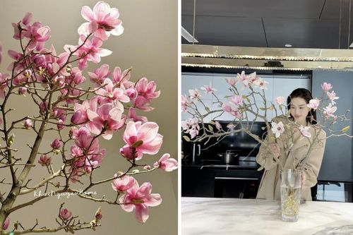 Vì sao hoa mộc lan thành trào lưu sốt xình xịch trên mạng dịp Tết Bính Ngọ?
