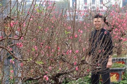 Vườn đào vào vụ Tết