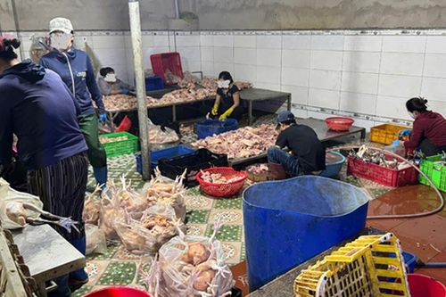 Phát hiện cơ sở giết mổ gia cầm trữ 10 tấn thịt gà không nguồn gốc, xuất xứ