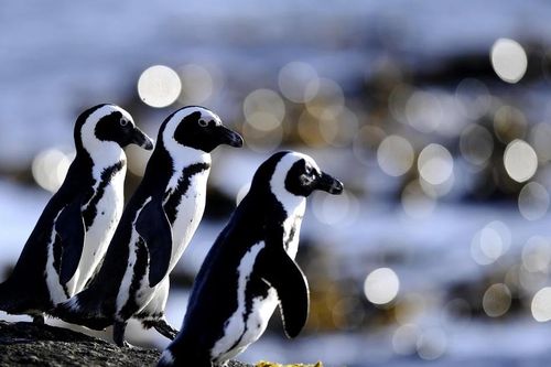 Loài chim cánh cụt duy nhất của châu Phi đang chết đói?