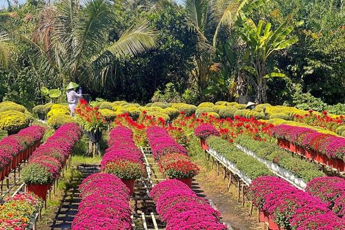 Hoa kiểng độc lạ 'cháy hàng' ngày cận Tết, nông dân phấn khởi