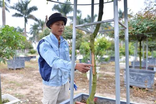 Hà Nội: Hàng nghìn gốc hoa Tết của người bị chặt phá