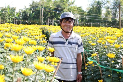 Hoa cúc Nghĩa Hiệp được mùa, được giá dịp Tết Nguyên đán