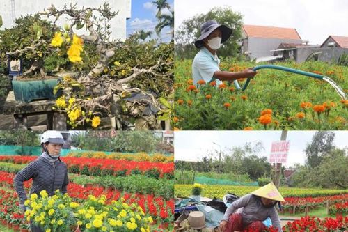 Làng hoa, làng mai rộn ràng vào vụ Tết