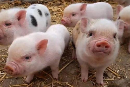 Rau xanh, thịt lợn giảm giá trước thềm Tết Bính Ngọ