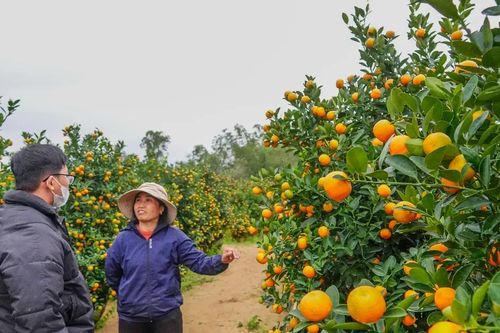 Hoa kiểng tết vào mùa: Nhộn nhịp thị trường