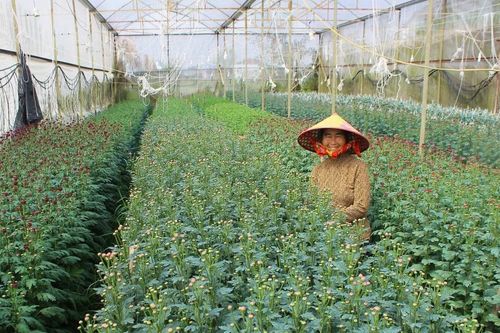 Làng hoa lớn nhất Hà Tĩnh 'canh' nụ chờ Tết