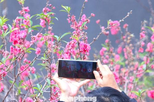 Đào bung nở trước tết, nhiều chủ vườn lo 'trắng tay'
