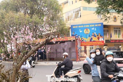 Ngợp sắc xuân với muôn loài 'kỳ hoa, dị thảo' ở Đắk Lắk