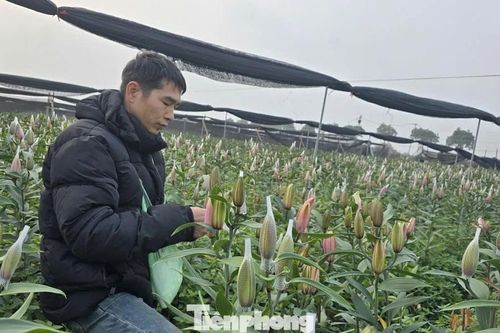 Cận Tết Bính Ngọ, nhà vườn Hà Nội 'nín thở' chờ hoa nở đúng dịp
