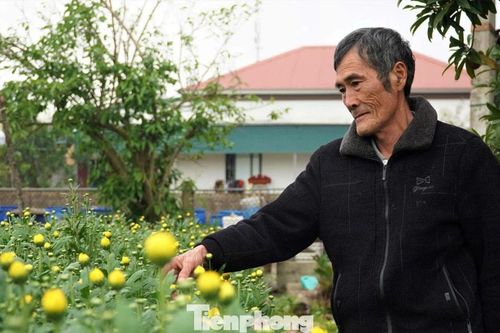 Trồng hoa Tết trên đất cát, sau 3 tháng lão nông thu gần 100 triệu đồng