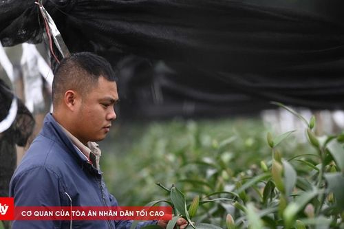 Nỗi đau xót của chủ vườn hoa bị kẻ xấu phá hoại 1.200 gốc hoa ly ngày cận Tết