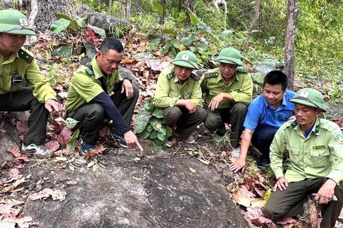 Cận cảnh bãi đá có họa tiết bí ẩn vừa được phát hiện trong Vườn quốc gia Yok Đôn