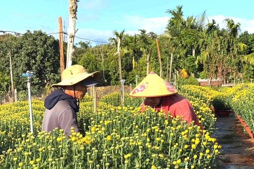 Thương lái chốt mua cả vườn hoa cúc ở Đắk Lắk, người dân nghỉ Tết sớm