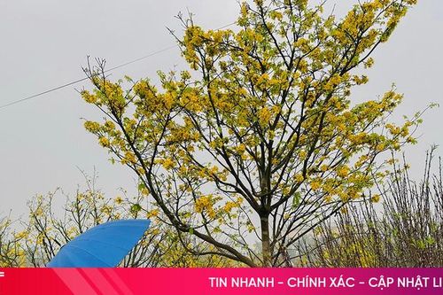 Loạt cây cảnh hàng trăm triệu đồng 'đổ bộ' thị trường Tết Hà Tĩnh