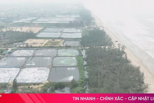 Nuôi tôm không phép - hệ lụy không nhỏ