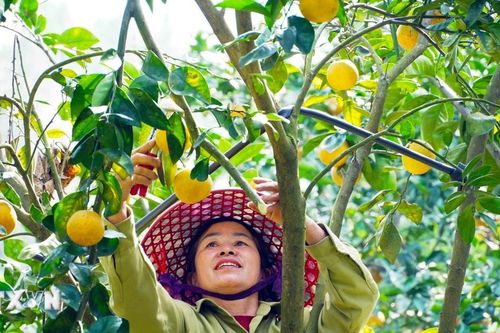 Cam giòn Thượng Lộc vào vụ Tết, doanh thu hứa hẹn hàng tỷ đồng